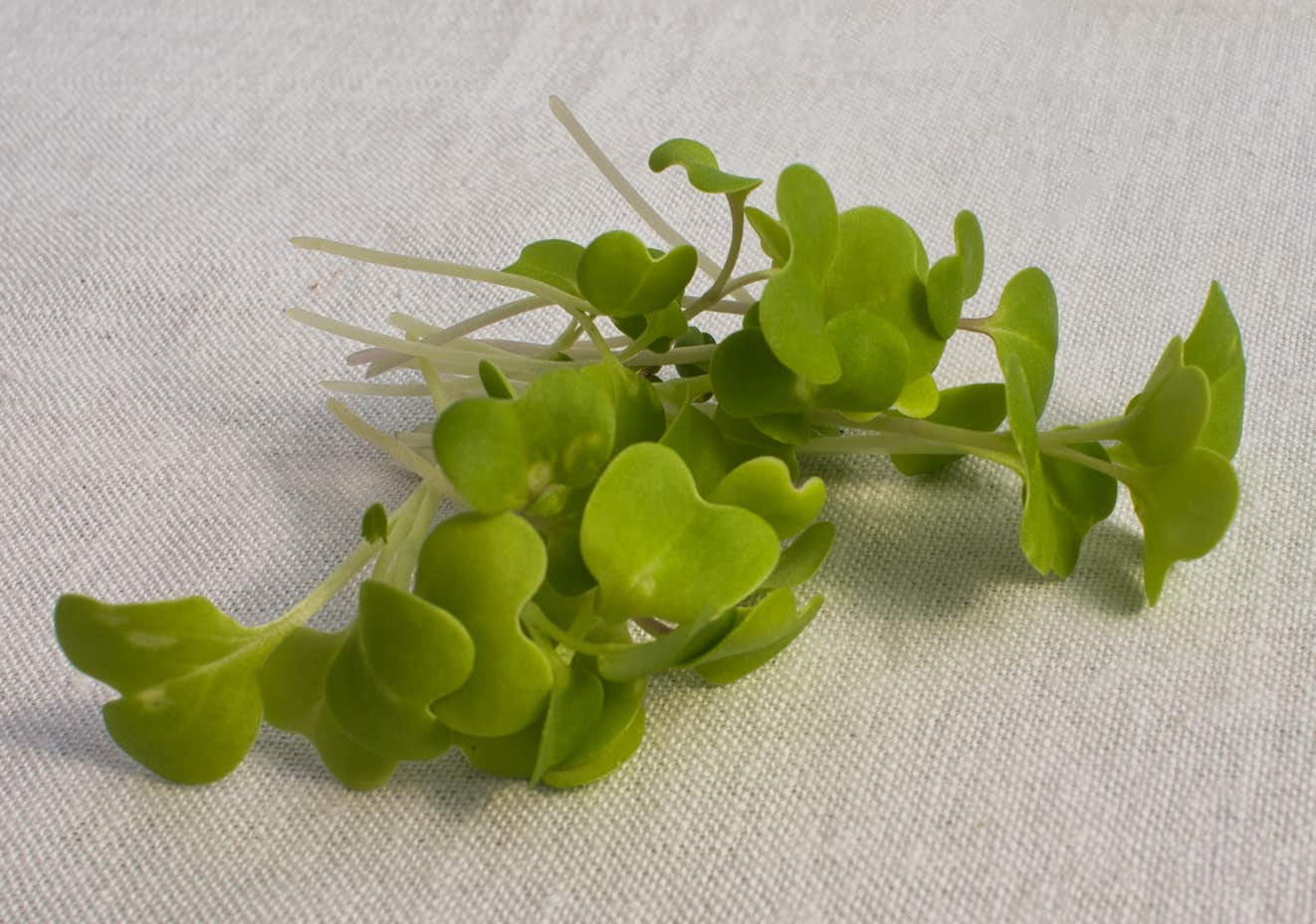 Microgreens