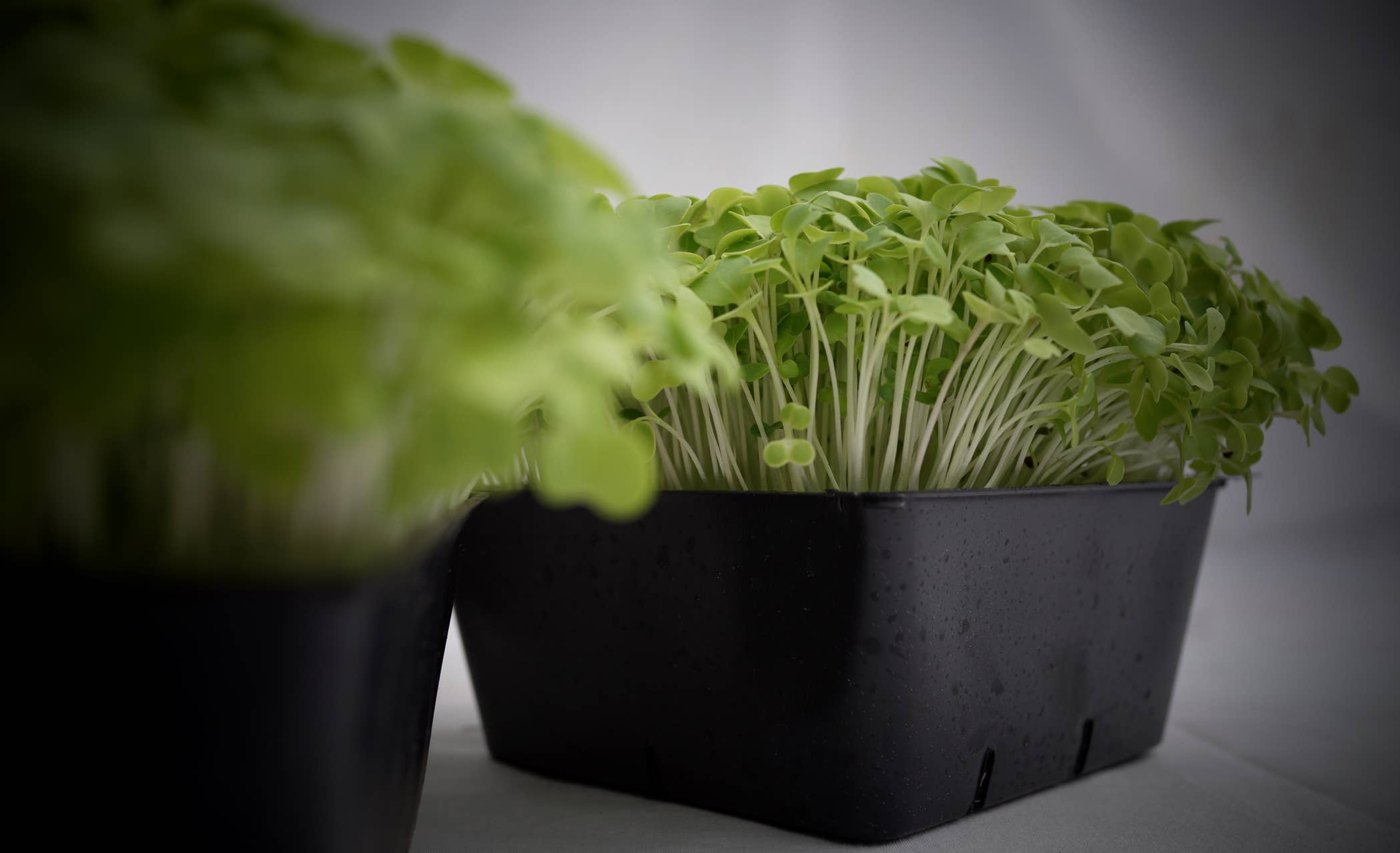 Inbatfarm organic microgreens.