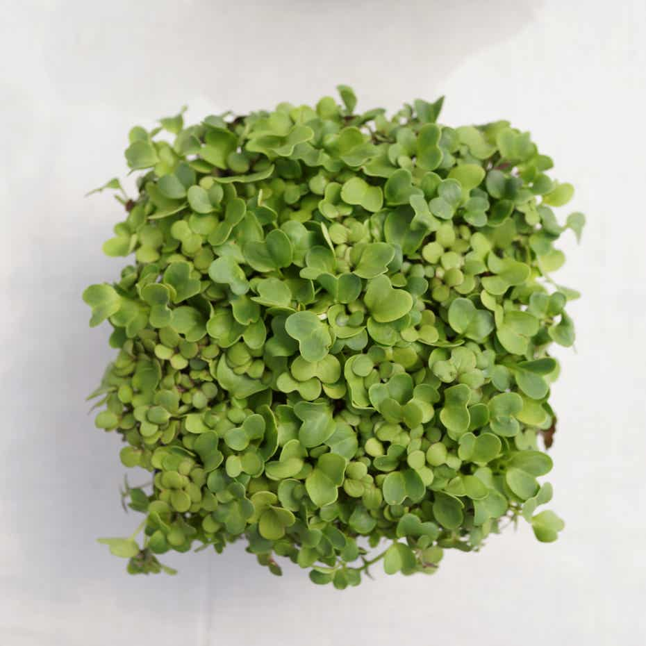 Microgreen pot top view