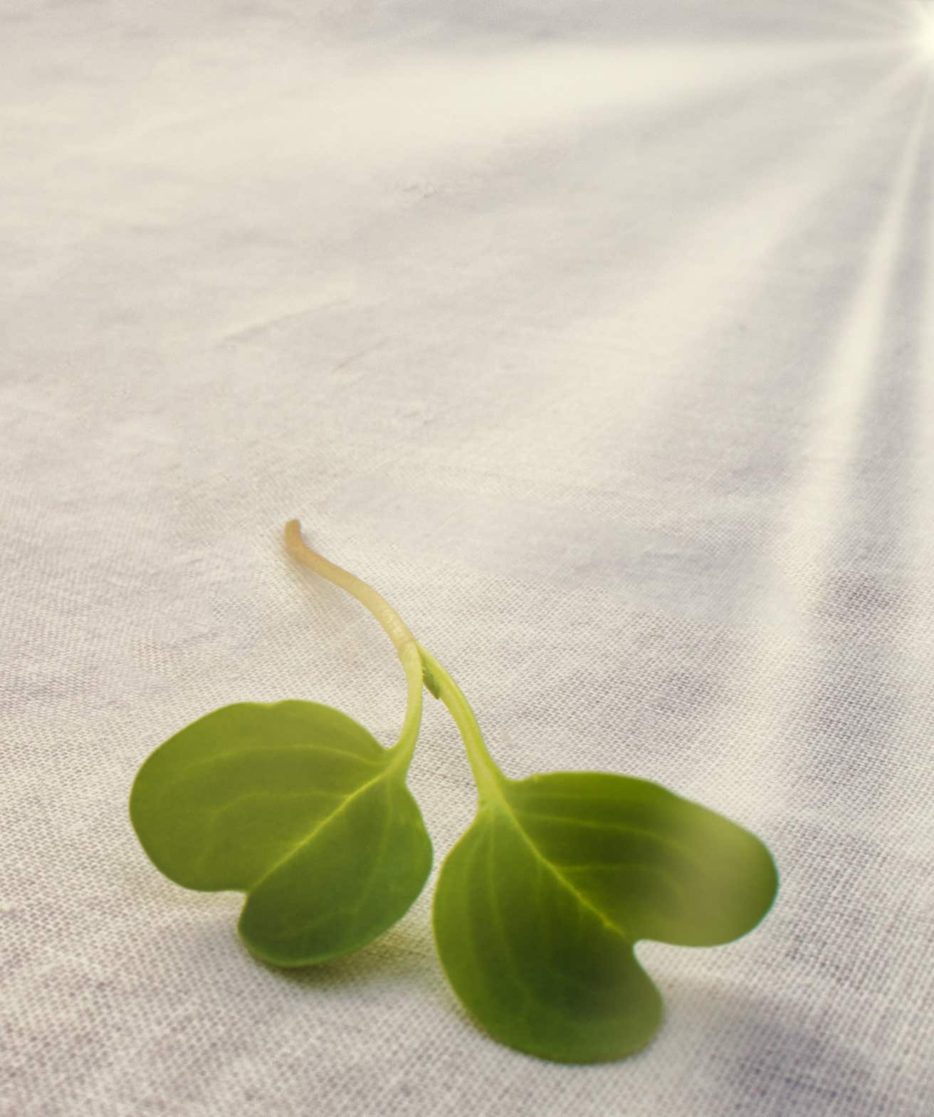 Microgreen leaf close up image